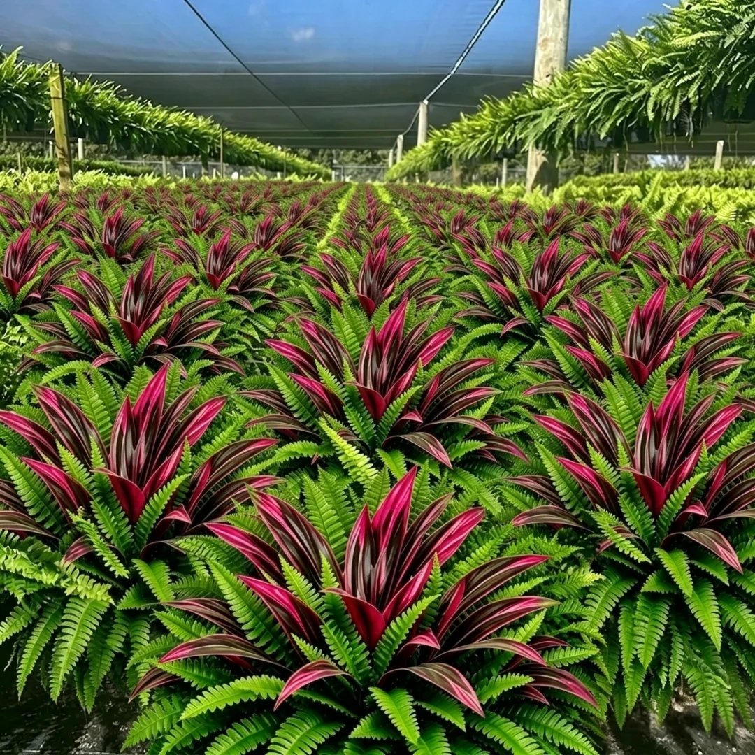 💥 Summer Special 🔥 UV-Resistant Artificial Ferns & Red Dragon Trees – Lush Greenery That Stays Fresh All Year Round!