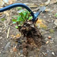 💖⛏New Weeding Artifact Uprooting Weeding Tool
