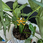 Plant Stem Support （4pcs)