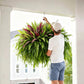 💥 Summer Special 🔥 UV-Resistant Artificial Ferns & Red Dragon Trees – Lush Greenery That Stays Fresh All Year Round!