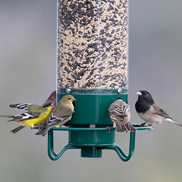 🔥Last Day Promotion 49% OFF🔥Squirrel-Proof Bird Feeder