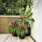 💥 Summer Special 🔥 UV-Resistant Artificial Ferns & Red Dragon Trees – Lush Greenery That Stays Fresh All Year Round!